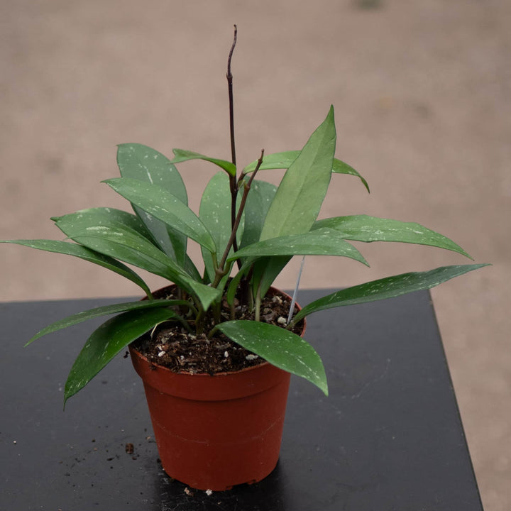 Gabriella Plants Hoya Hoya pubicalyx 'Splash'