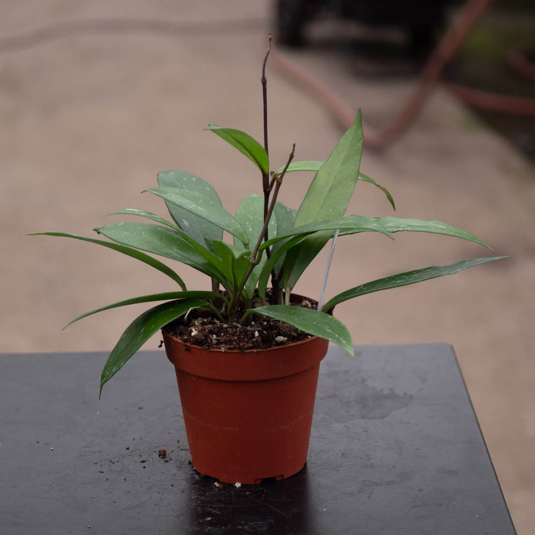 Gabriella Plants Hoya Hoya pubicalyx 'Splash'