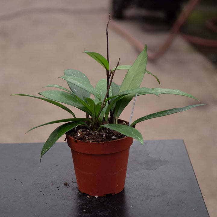 Gabriella Plants Hoya Hoya pubicalyx 'Splash'