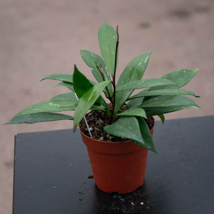 Gabriella Plants Hoya 4 Hoya pubicalyx 'Splash'