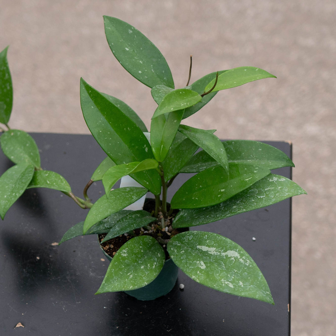 Gabriella Plants Hoya 3" Hoya pubicalyx x carnosa