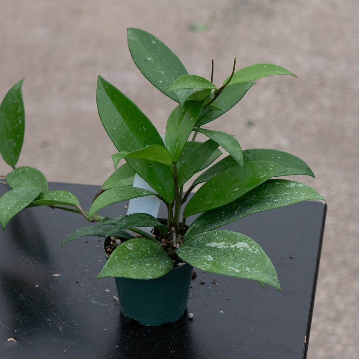 Gabriella Plants Hoya 3" Hoya pubicalyx x carnosa