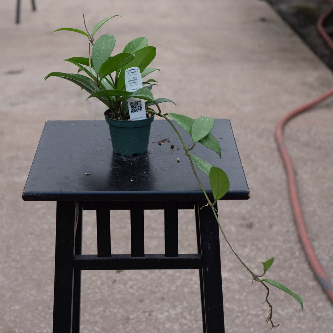 Gabriella Plants Hoya 3" Hoya pubicalyx x carnosa