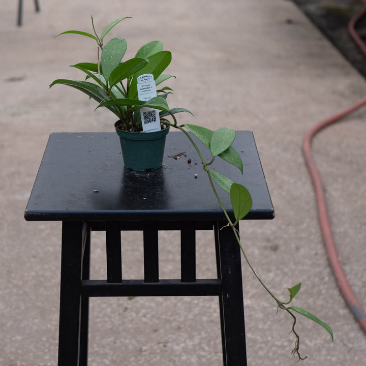 Gabriella Plants Hoya 3" Hoya pubicalyx x carnosa
