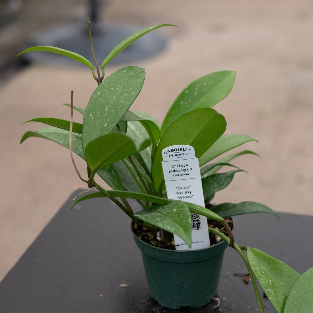 Gabriella Plants Hoya 3" Hoya pubicalyx x carnosa