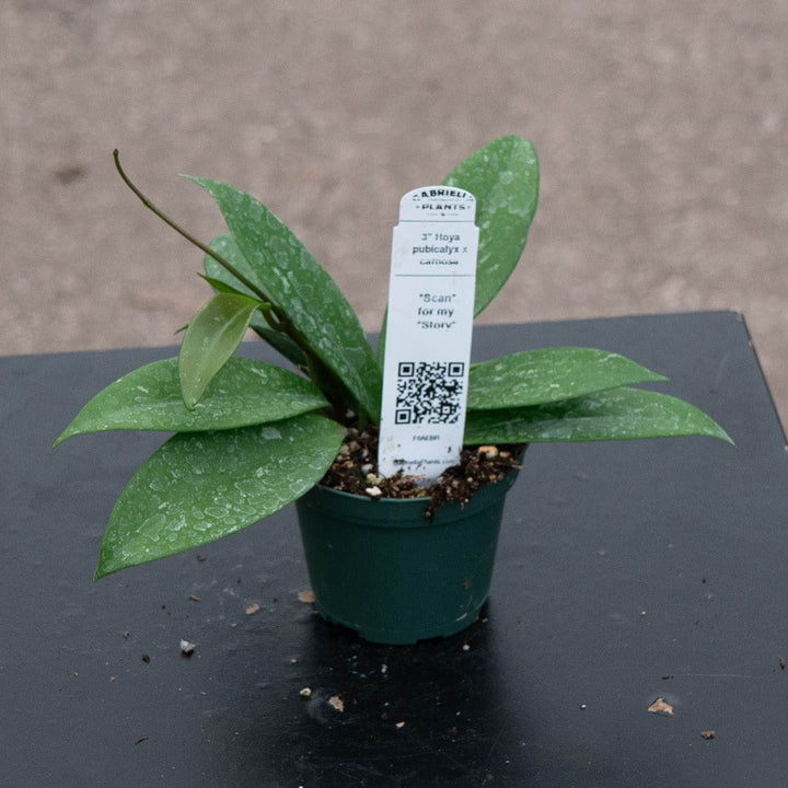 Gabriella Plants Hoya 3" Hoya pubicalyx x carnosa