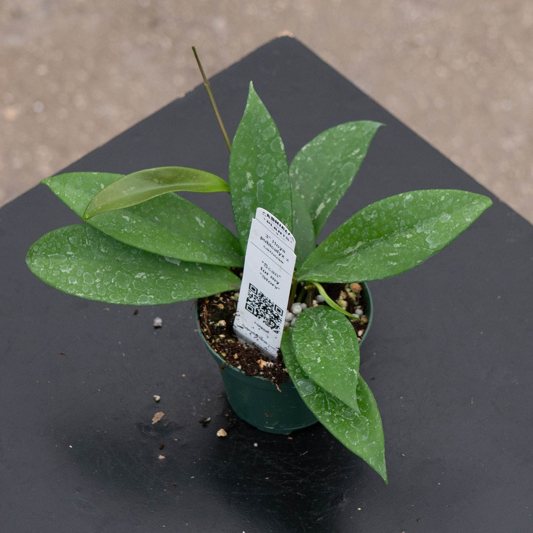 Gabriella Plants Hoya 3" Hoya pubicalyx x carnosa
