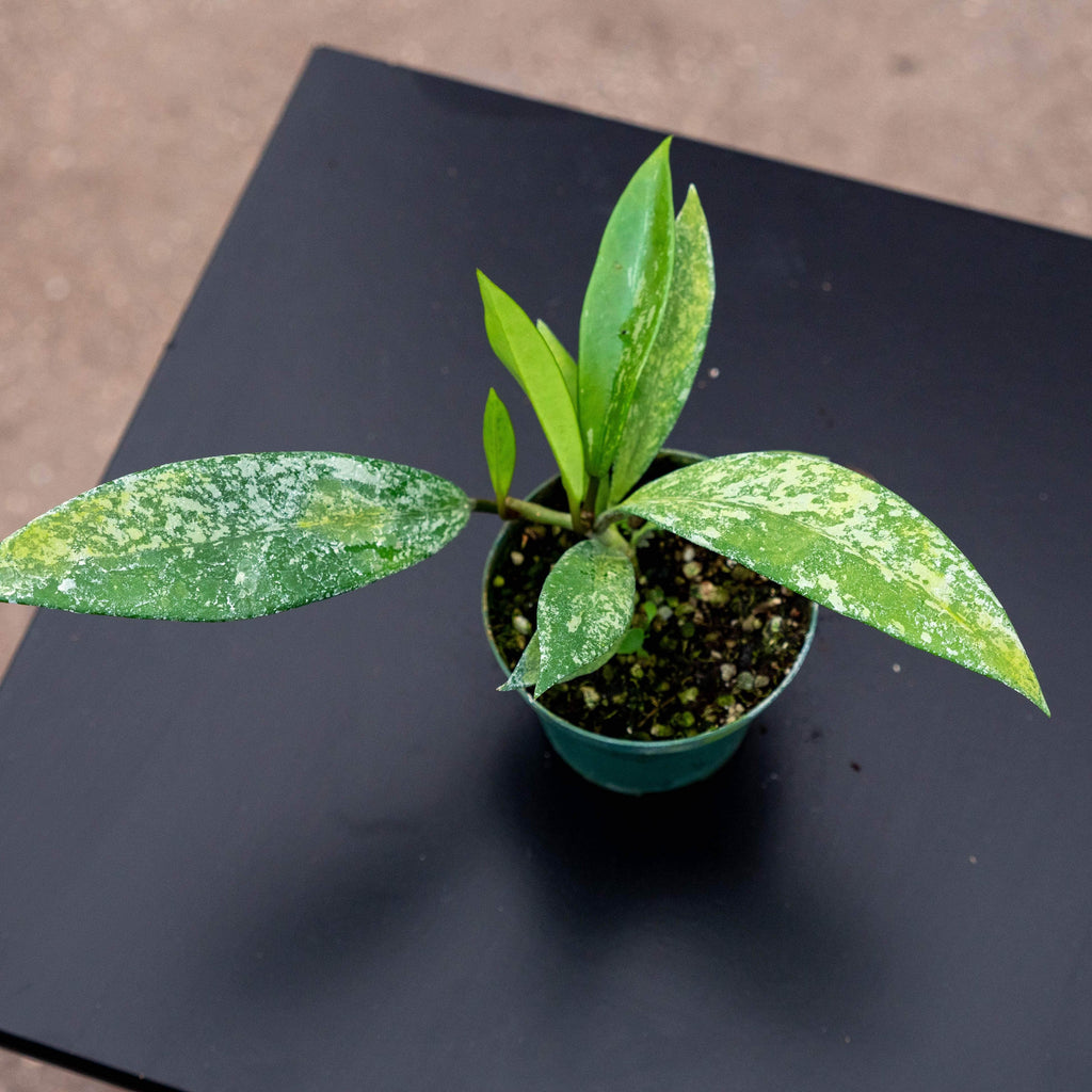gabriella-plants-hoya-