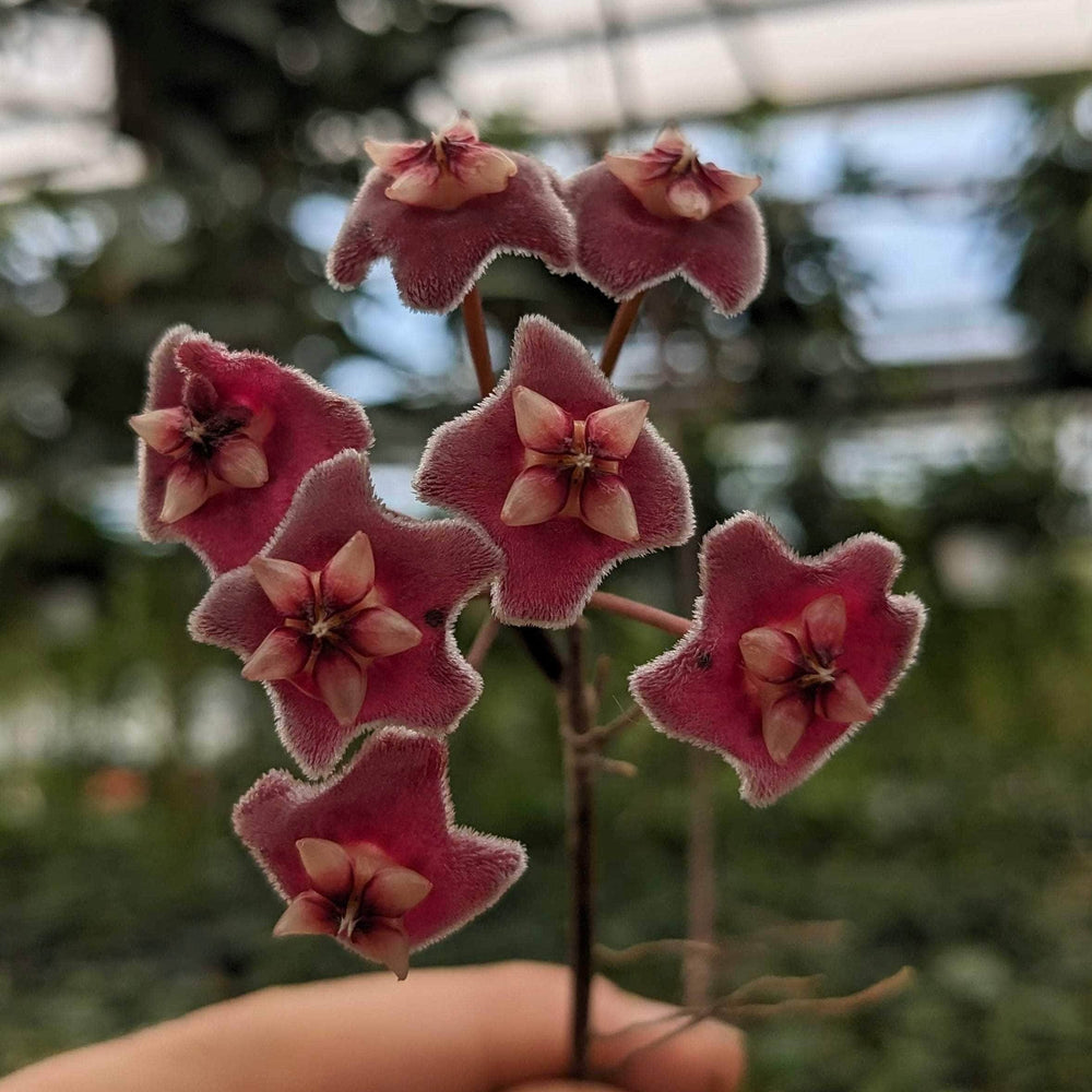 Gabriella Plants Hoya 3" Hoya pubicalyx x carnosa