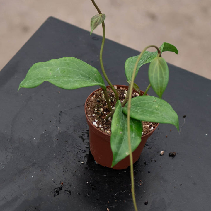 Gabriella Plants Hoya Hoya quinquenervia