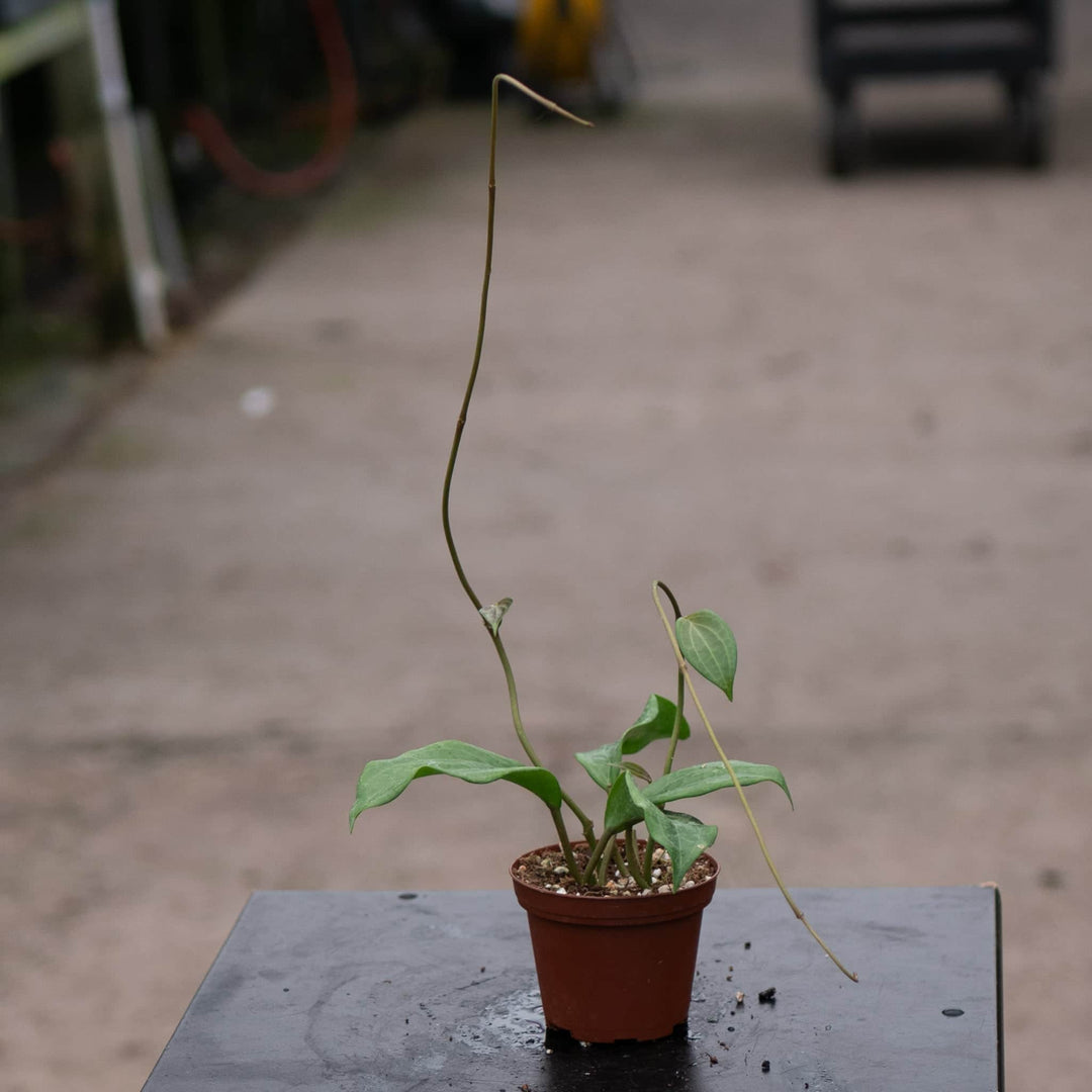 Gabriella Plants Hoya Hoya quinquenervia