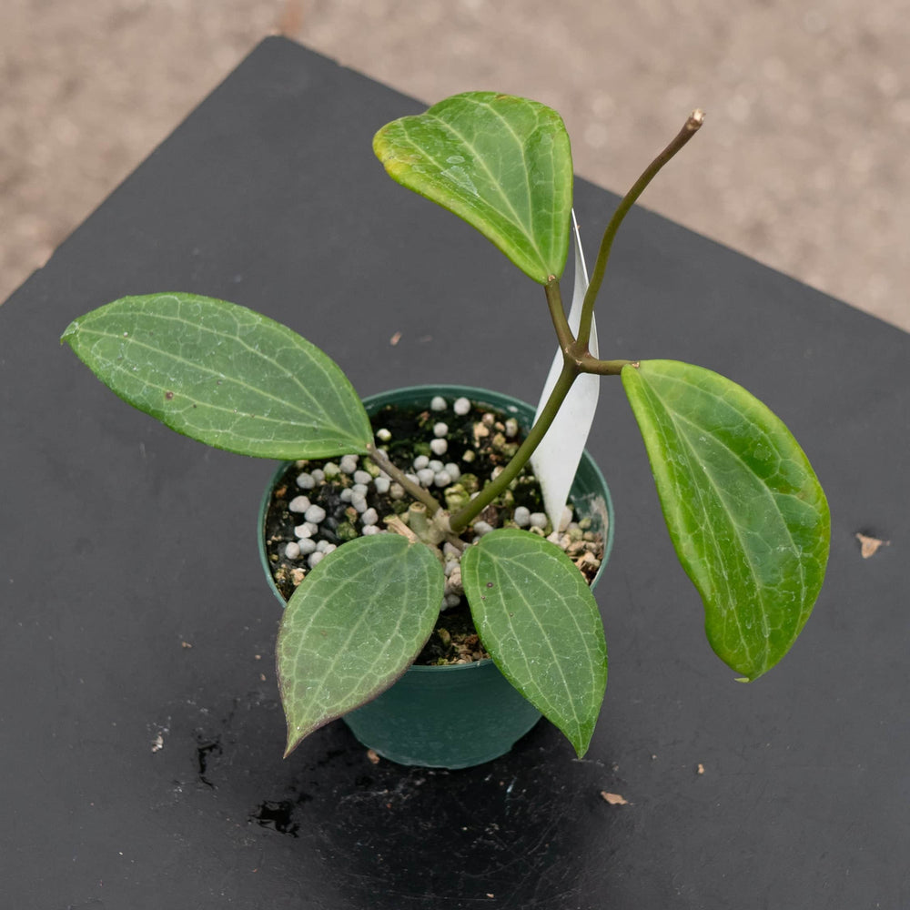 Gabriella Plants Hoya Hoya quinquenervia