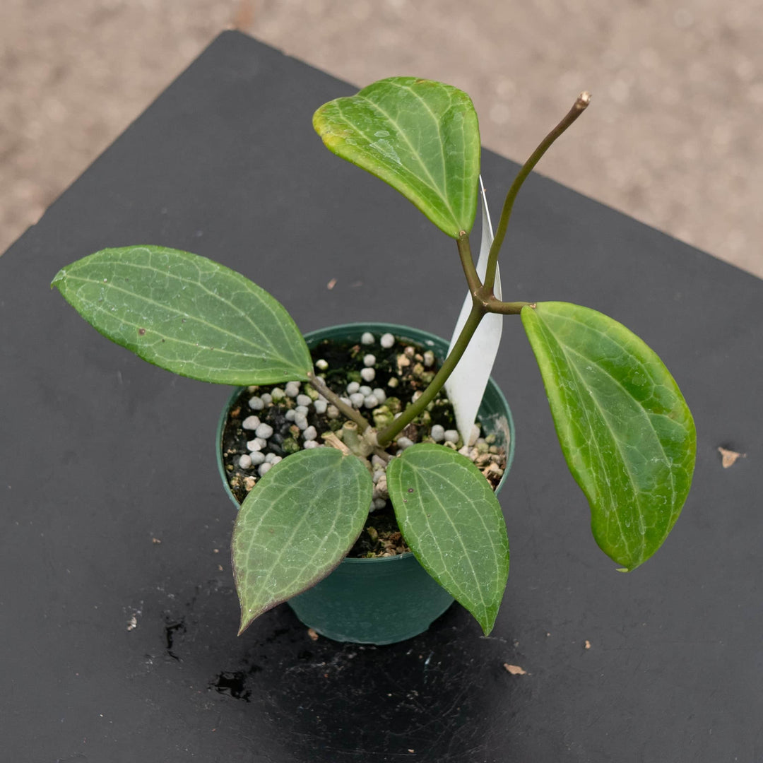 Gabriella Plants Hoya Hoya quinquenervia