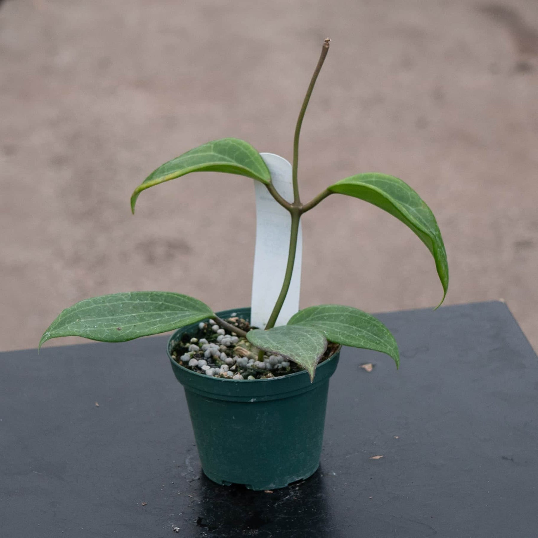 hoya philodendron Hoya quinquenervia