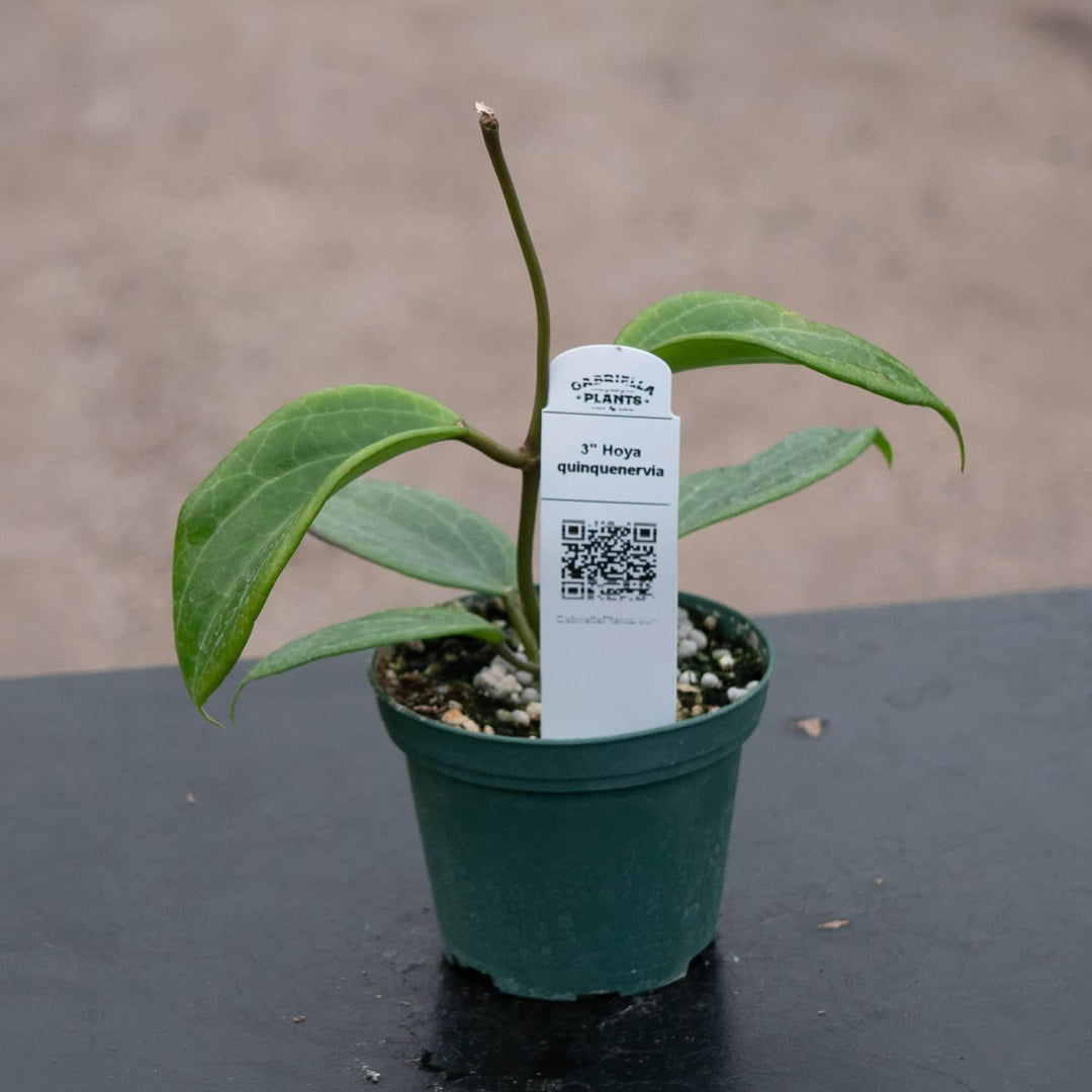 Gabriella Plants Hoya Hoya quinquenervia