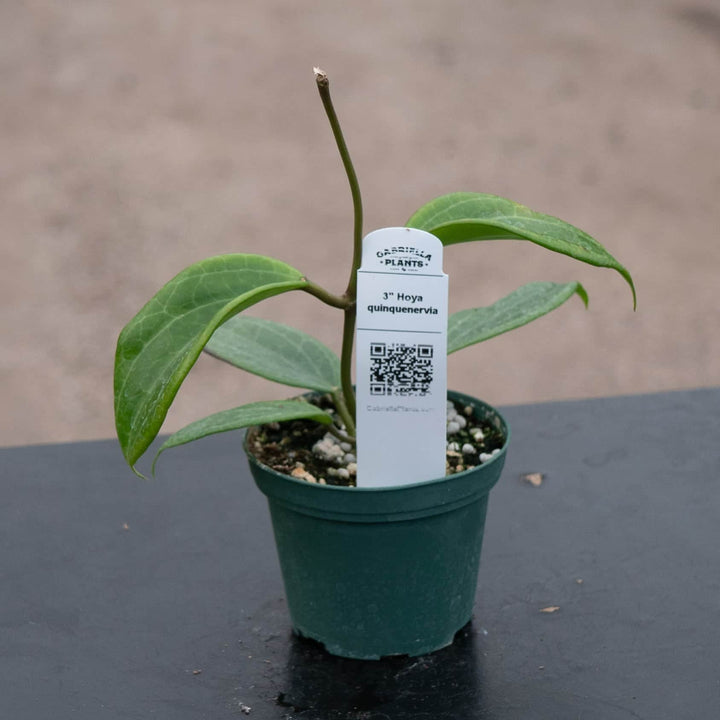 Gabriella Plants Hoya Hoya quinquenervia