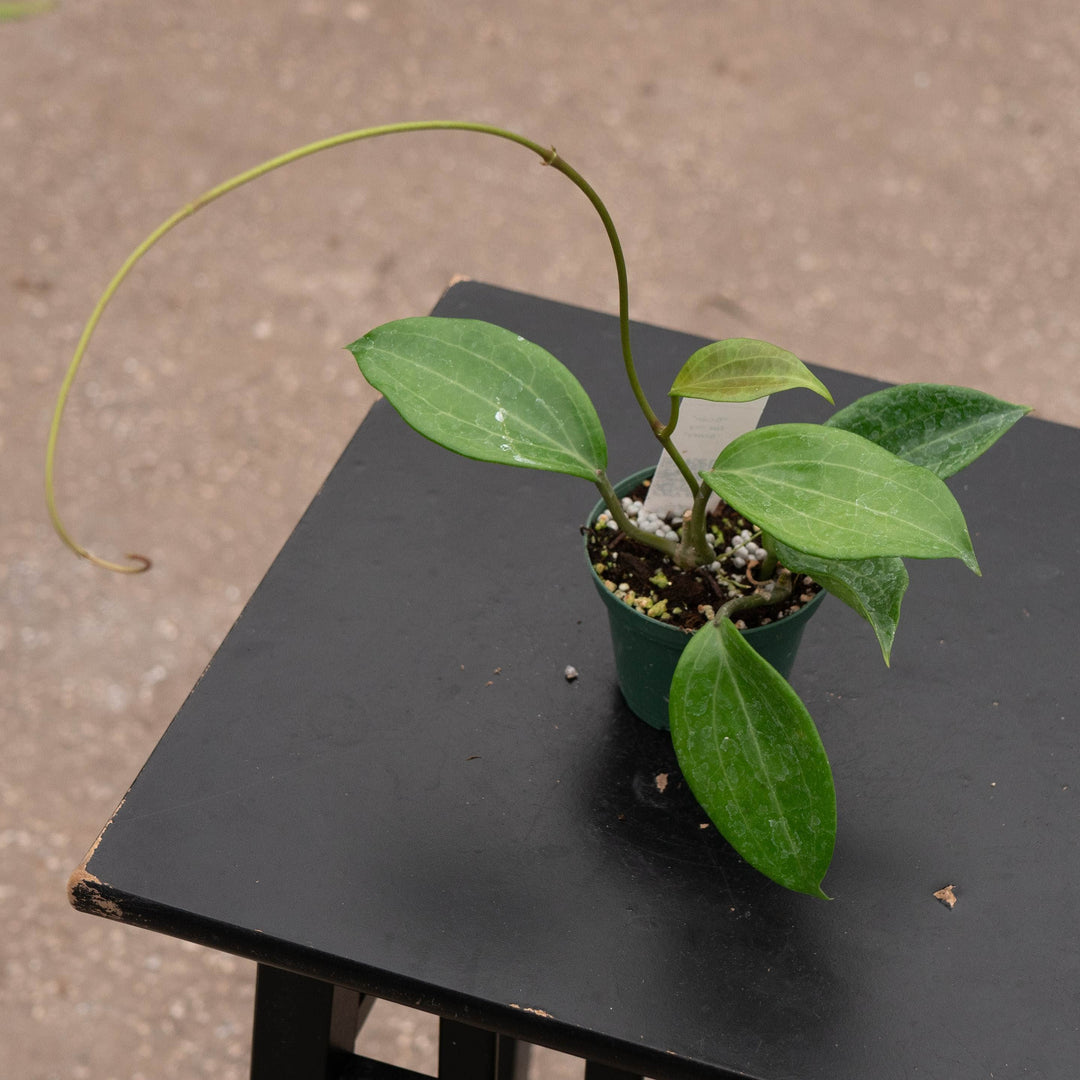 Gabriella Plants Hoya Hoya quinquenervia