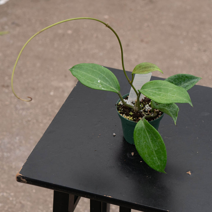 Gabriella Plants Hoya Hoya quinquenervia
