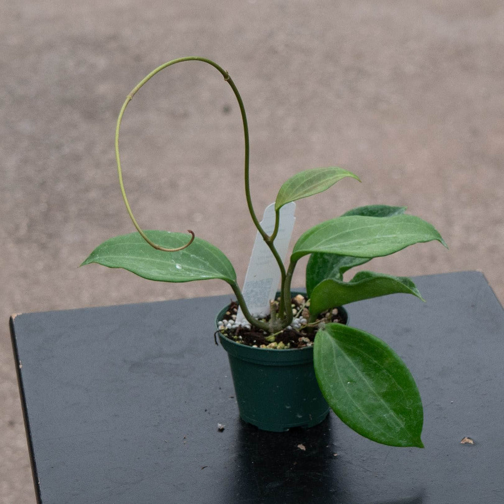 Gabriella Plants Hoya Hoya quinquenervia