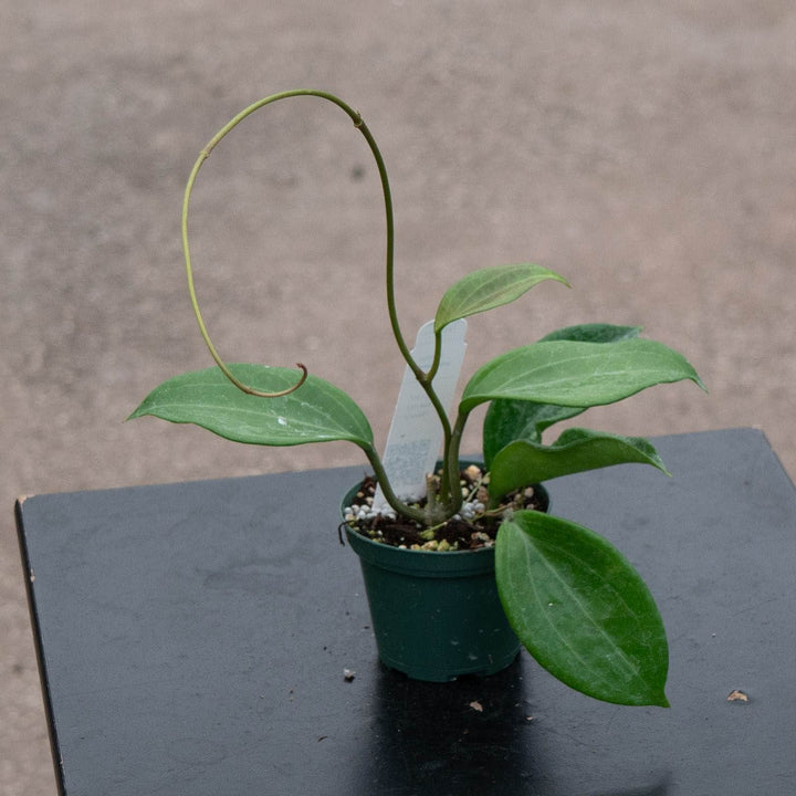 Gabriella Plants Hoya Hoya quinquenervia