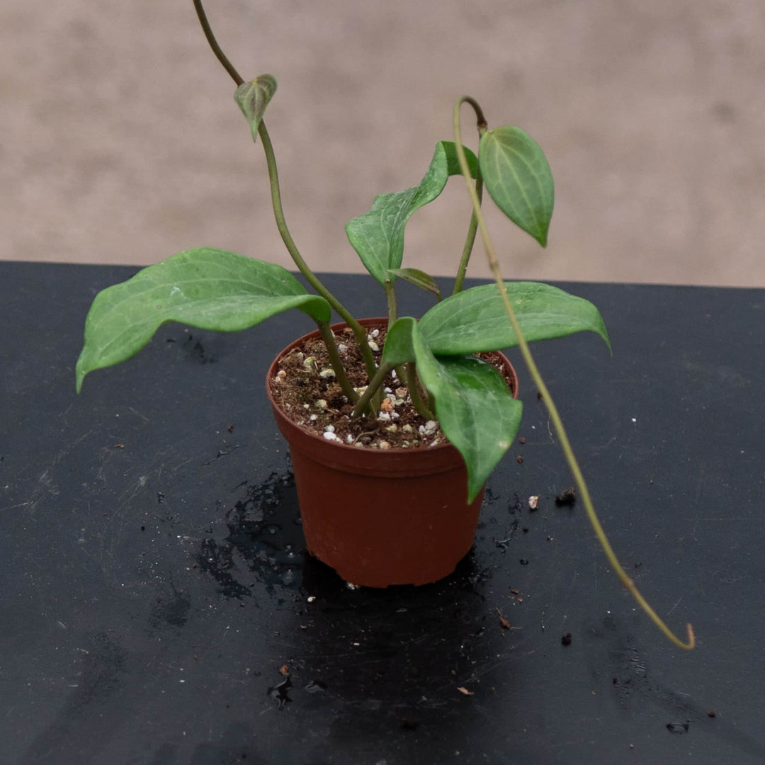 Gabriella Plants Hoya 3" Hoya quinquenervia