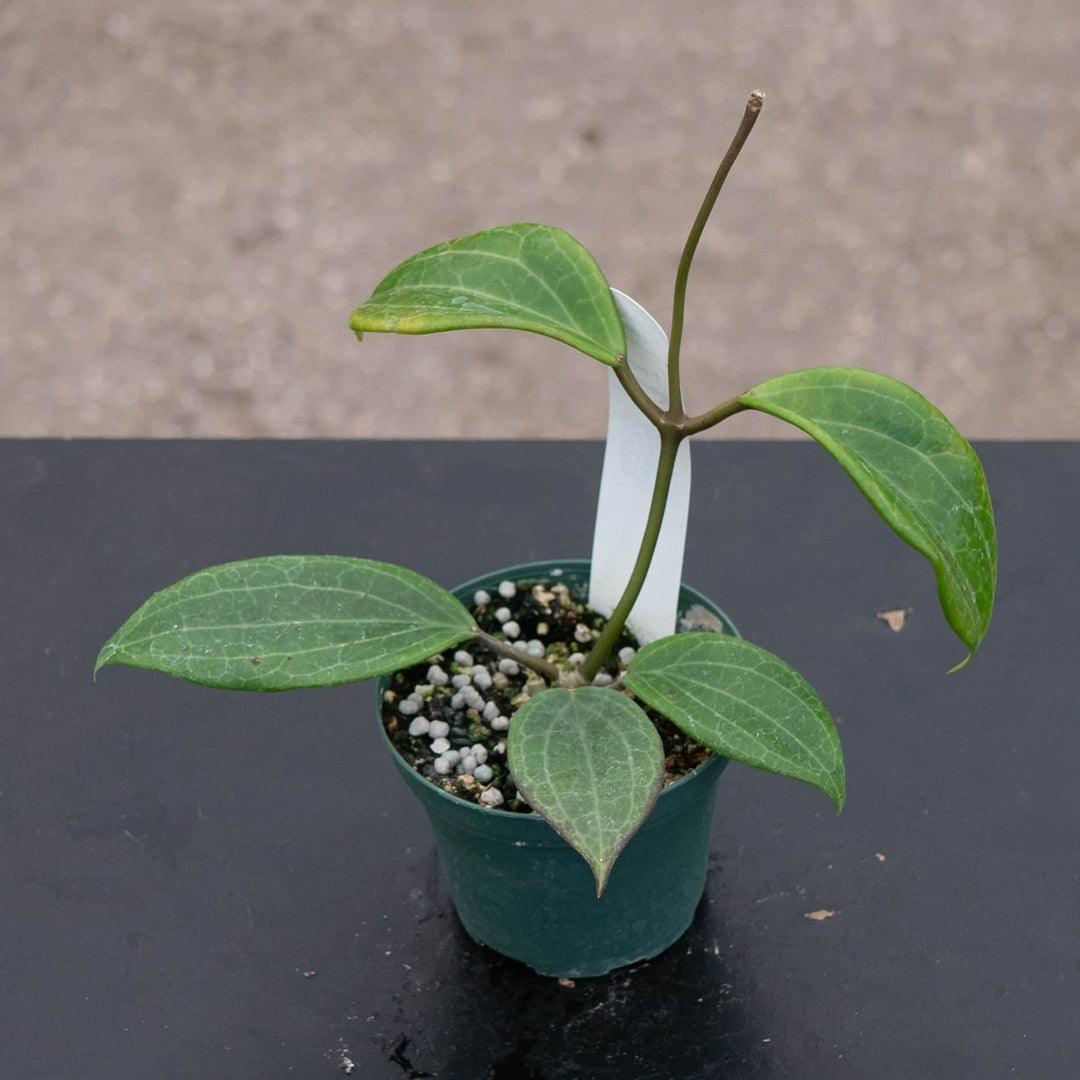 Gabriella Plants Hoya 3" Hoya quinquenervia