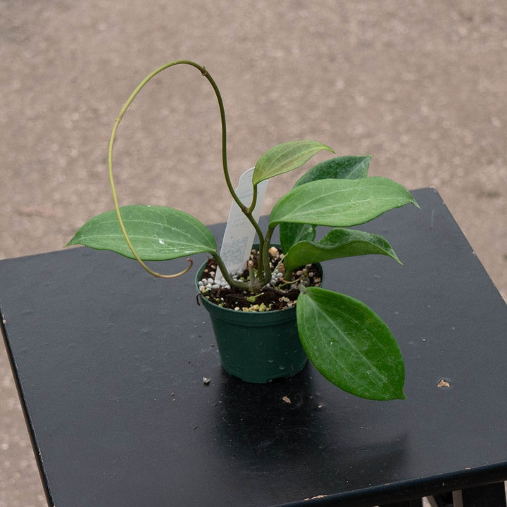 Gabriella Plants Hoya 3" Hoya quinquenervia