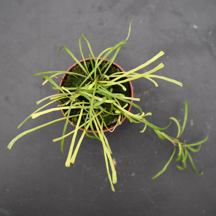 Gabriella Plants Hoya Hoya retusa