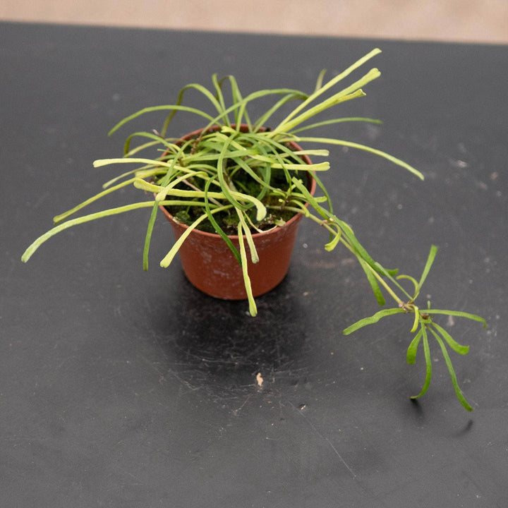 Gabriella Plants Hoya Hoya retusa