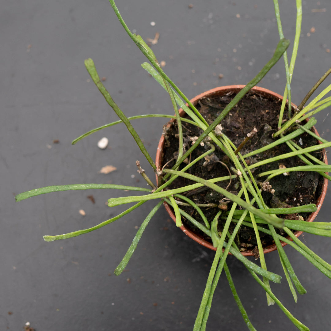 Gabriella Plants Hoya Hoya retusa