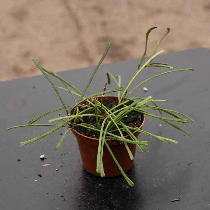 Gabriella Plants Hoya Hoya retusa