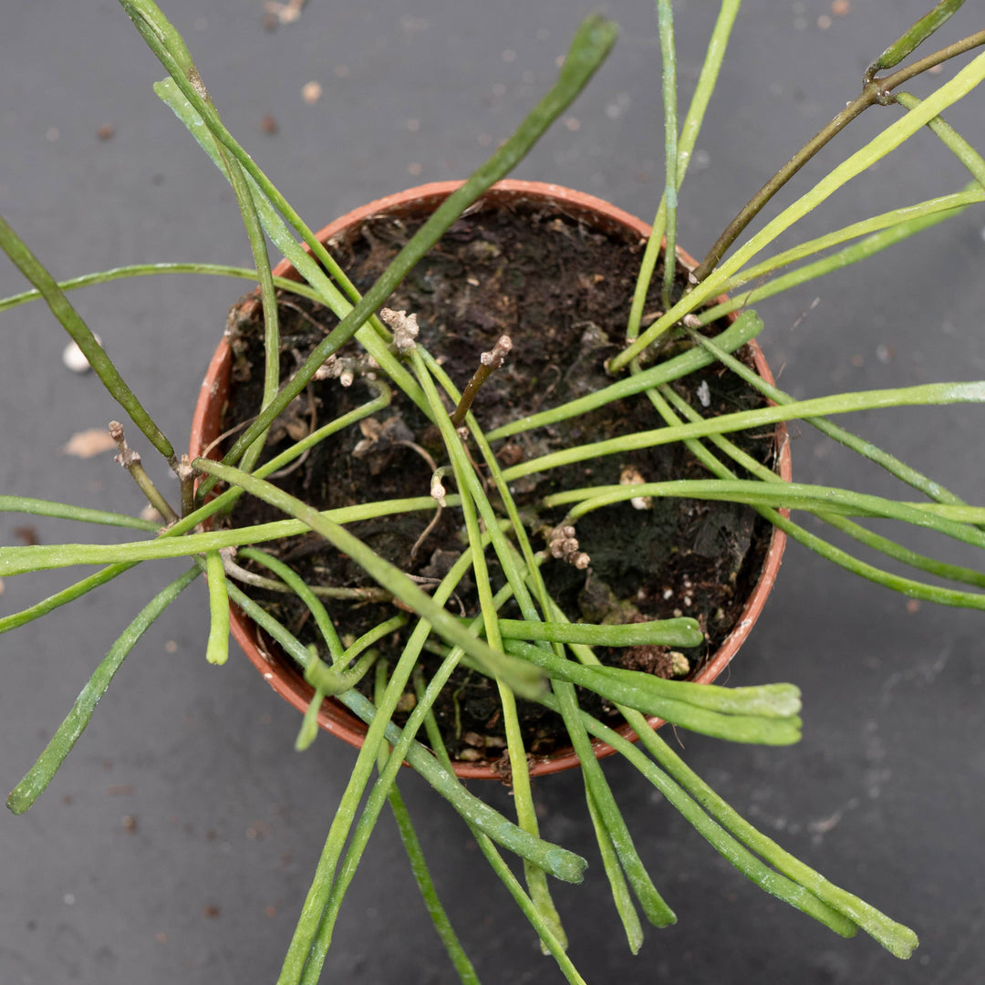 Gabriella Plants Hoya Hoya retusa