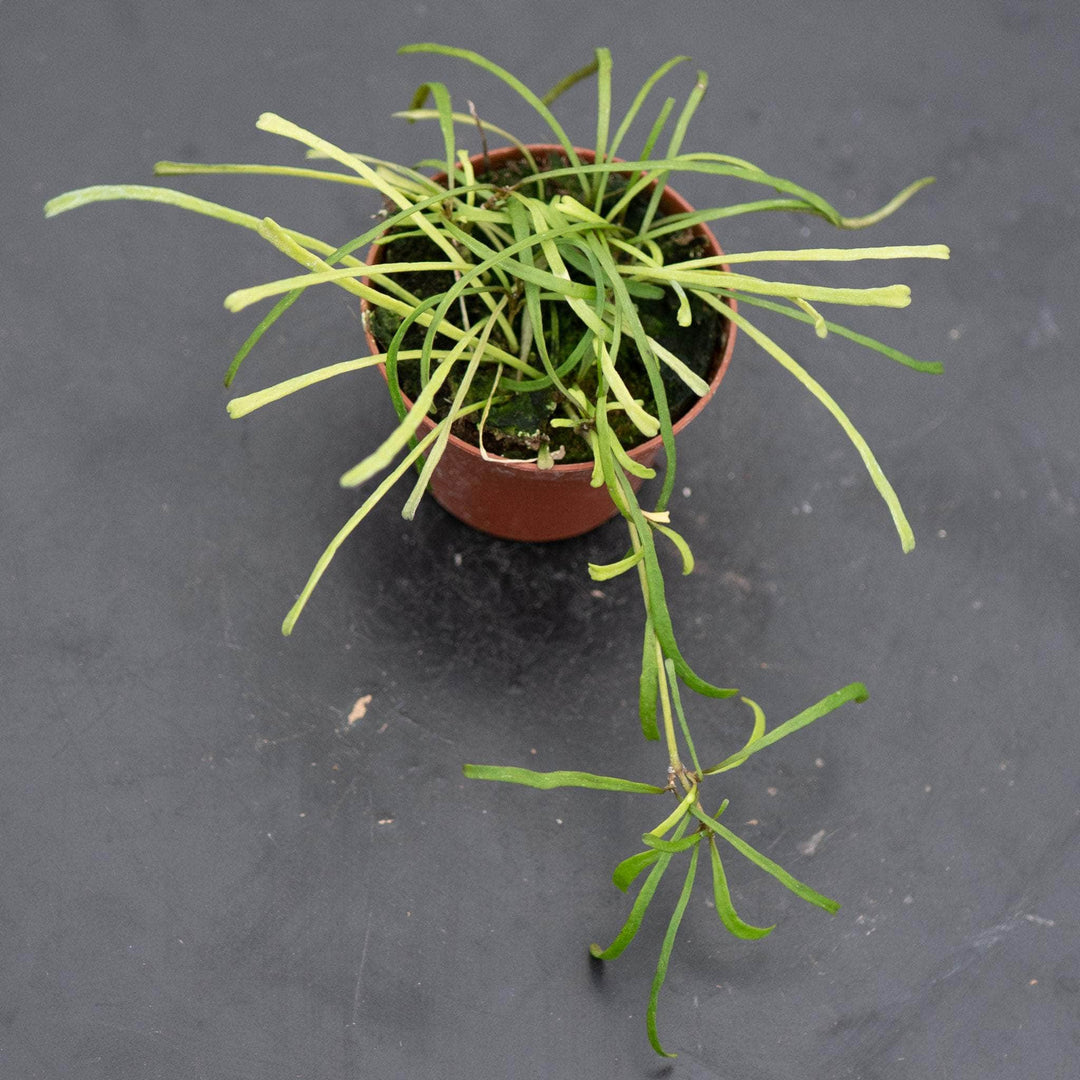 Gabriella Plants Hoya 2.5" Hoya retusa