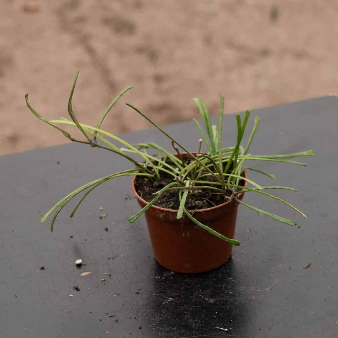 Gabriella Plants Hoya 2.5" Hoya retusa