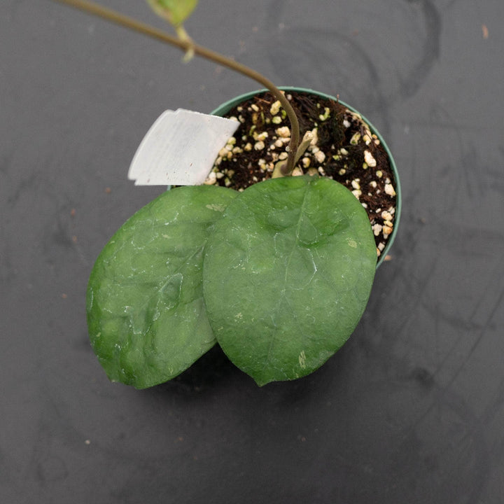 Gabriella Plants Hoya 3" Hoya 'Ricardo'
