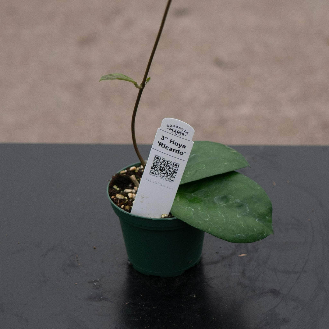 Gabriella Plants Hoya 3" Hoya 'Ricardo'
