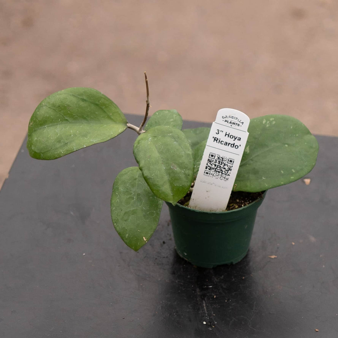 Gabriella Plants Hoya 3" Hoya 'Ricardo'