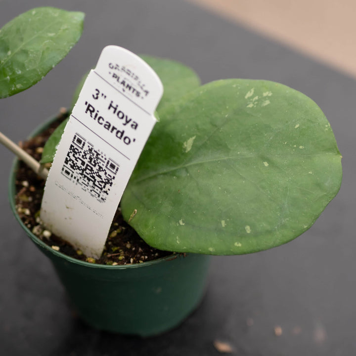 Gabriella Plants Hoya 3" Hoya 'Ricardo'