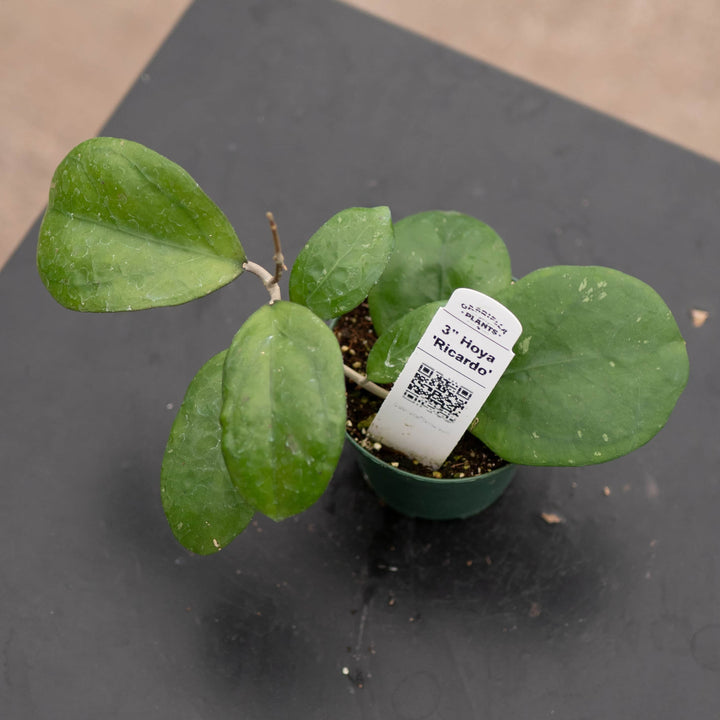 Gabriella Plants Hoya 3" Hoya 'Ricardo'
