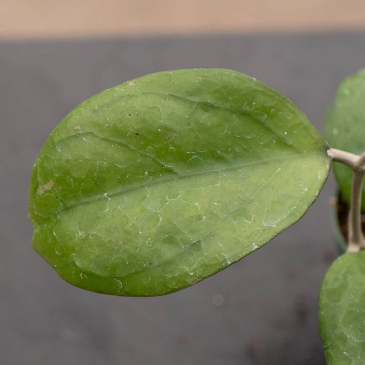 Gabriella Plants Hoya 3" Hoya 'Ricardo'