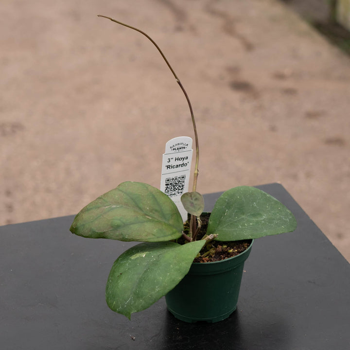 Gabriella Plants Hoya 3" Hoya 'Ricardo'