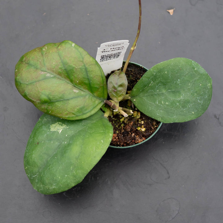 Gabriella Plants Hoya 3" Hoya 'Ricardo'