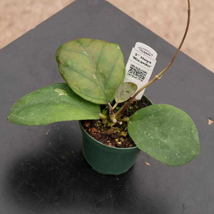 Gabriella Plants Hoya 3" Hoya 'Ricardo'
