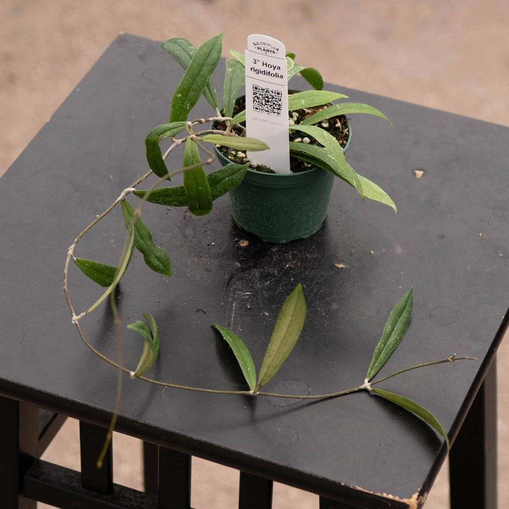 Gabriella Plants Hoya 3" Hoya rigidifolia