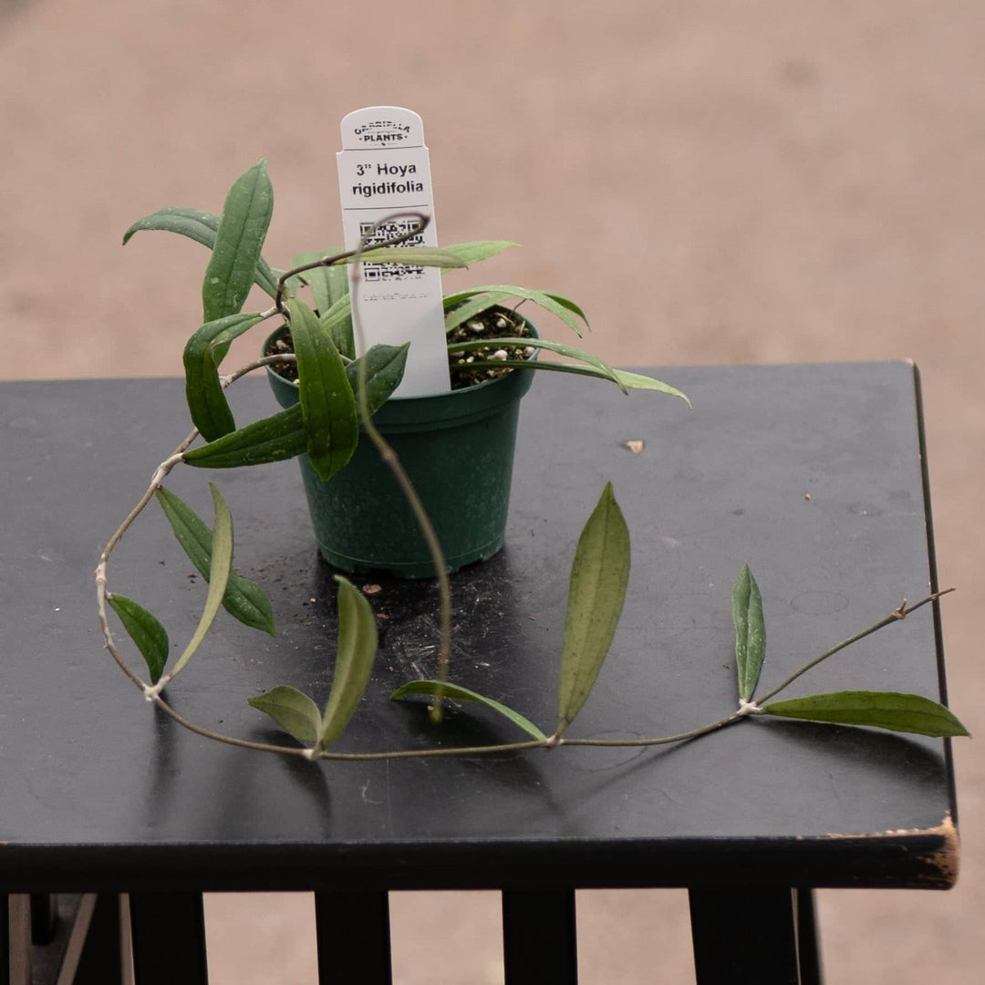 Gabriella Plants Hoya 3" Hoya rigidifolia