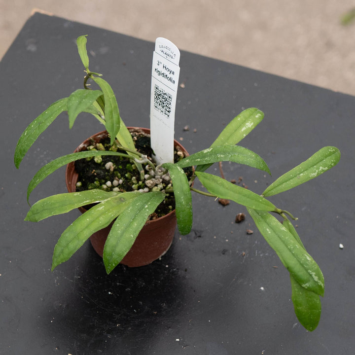 Gabriella Plants Hoya 3" Hoya rigidifolia