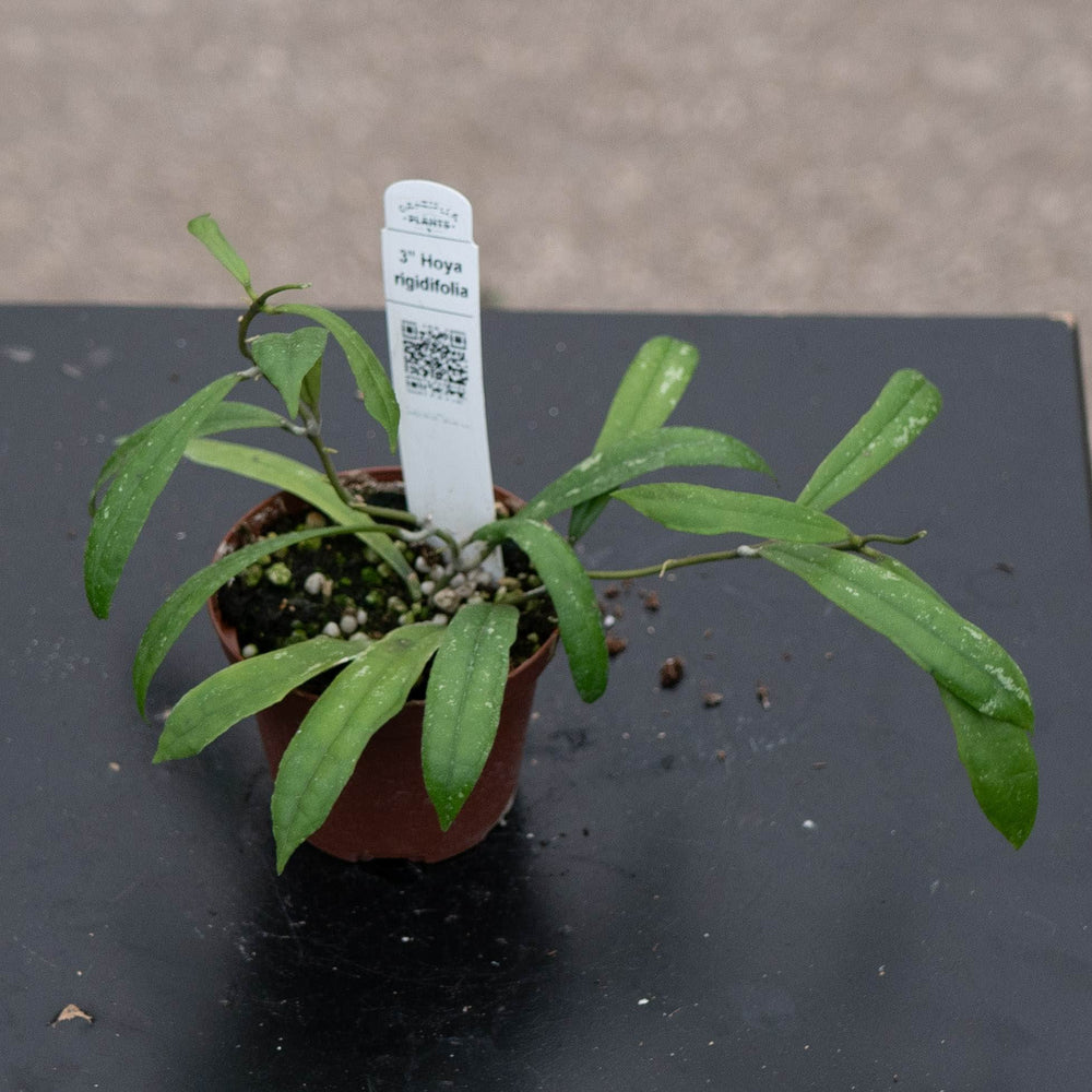 Gabriella Plants Hoya 3" Hoya rigidifolia