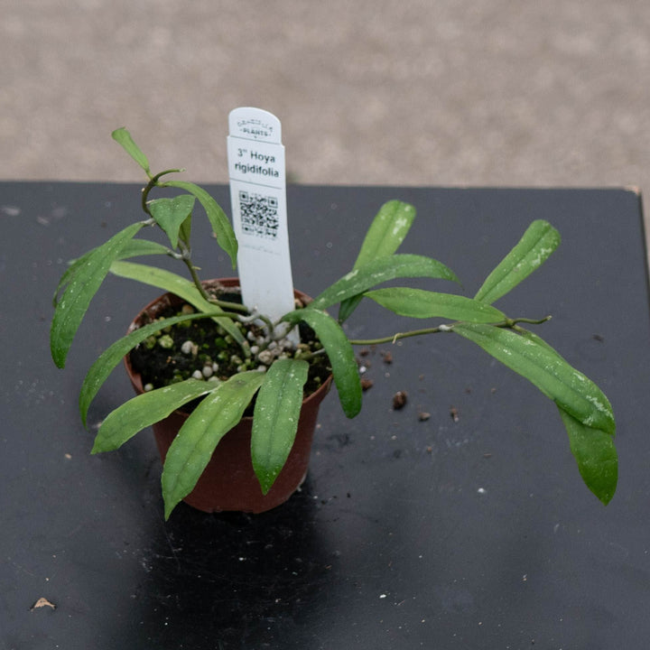 Gabriella Plants Hoya 3" Hoya rigidifolia