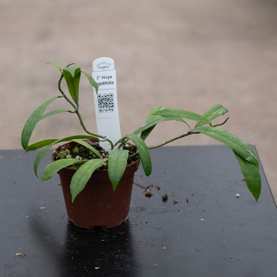 Gabriella Plants Hoya 3" Hoya rigidifolia