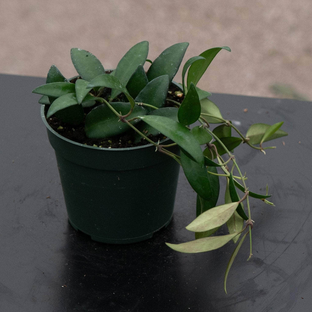 Gabriella Plants Hoya 4" Hoya 'Rosita'